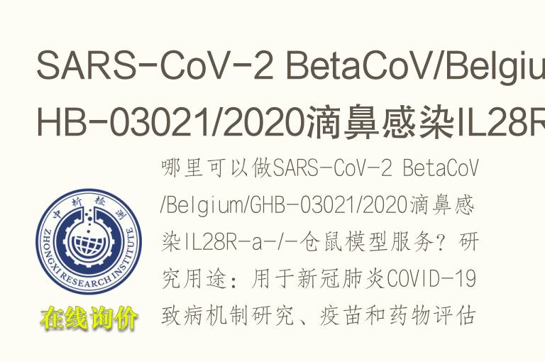 SARS-CoV-2 BetaCoV/Belgium/GHB-03021/2020滴鼻感染IL28R-a-/-仓鼠模型